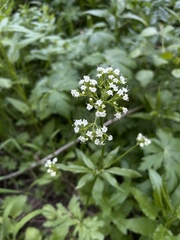 Valeriana occidentalis