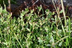 Polygonum aviculare