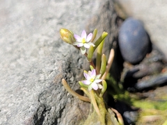 Spergularia canadensis