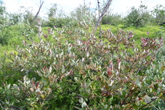 Salix hastata