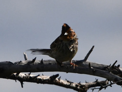 Emberiza pusilla