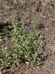 Penstemon euglaucus