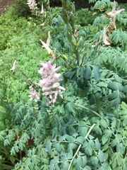 Corydalis caseana