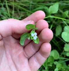 Nasturtium microphyllum