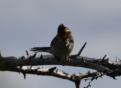 Emberiza pusilla