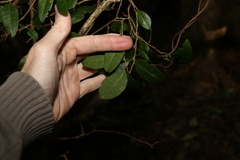 Cleistanthus cunninghamii