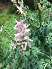 Corydalis caseana