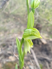 Pterostylis chlorogramma