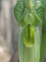 Pterostylis chlorogramma