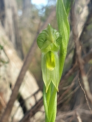 Pterostylis chlorogramma