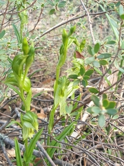 Pterostylis chlorogramma