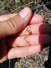 Rumex induratus