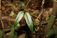 Parsonsia rotata