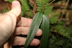 Parsonsia rotata