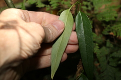 Parsonsia rotata
