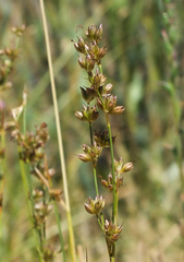 Juncus macrophyllus