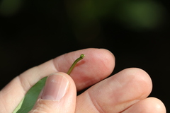 Parsonsia rotata