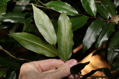 Meiogyne stenopetala