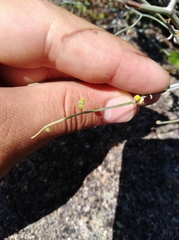 Rumex induratus