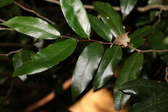 Meiogyne stenopetala