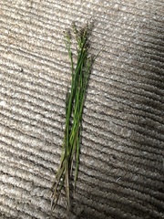 Juncus anceps