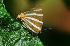 Panthiades bathildis