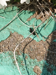 Camponotus japonicus