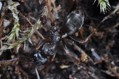 Formica lemani