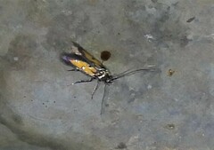 Chrysoclista linneella