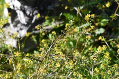 Rorippa palustris