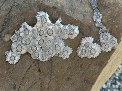 Chthamalus antennatus