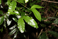 Beilschmiedia elliptica