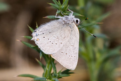 Satyrium sylvinus