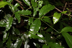 Beilschmiedia elliptica