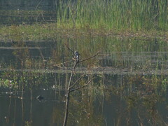 Ceryle rudis leucomelanurus