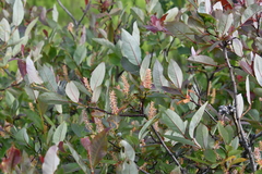 Salix hastata