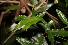 Beilschmiedia elliptica