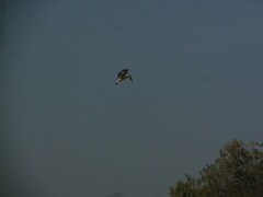 Ceryle rudis leucomelanurus