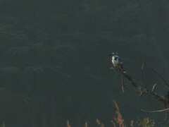 Ceryle rudis leucomelanurus