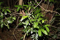 Beilschmiedia elliptica