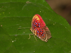 Paralaxita telesia