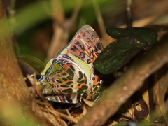Agatasa calydonia