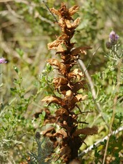 Orobanche lutea