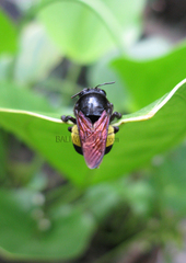 Xylocopa perversa