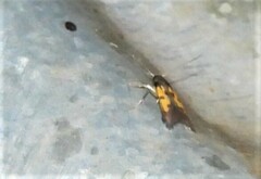 Chrysoclista linneella