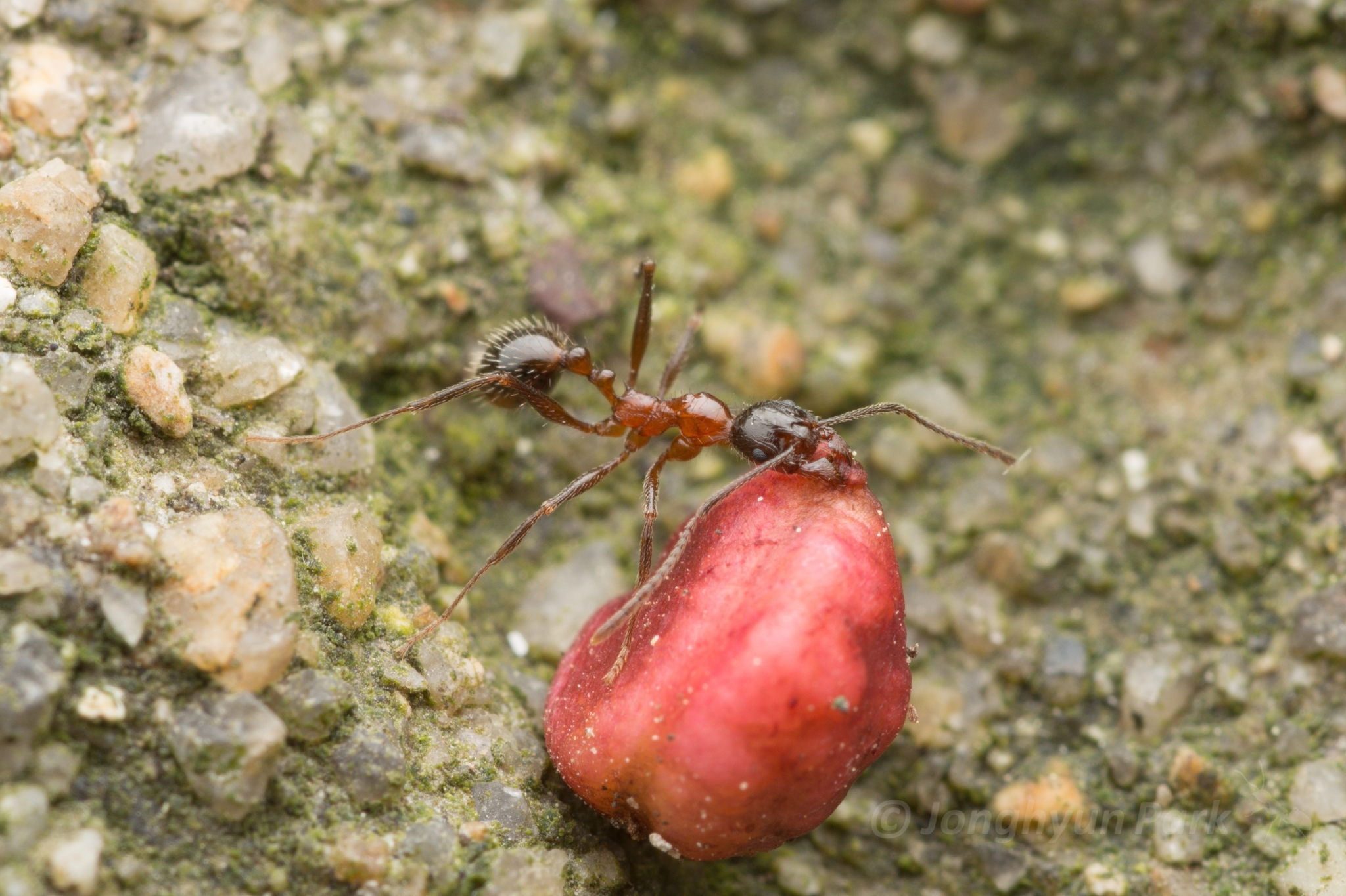 Aphaenogaster lepida