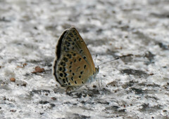 Pseudozizeeria maha