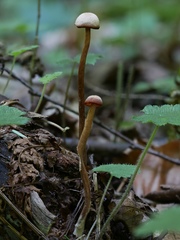 Laccaria striatula