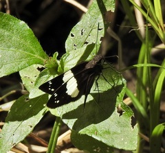 Notocrypta waigensis