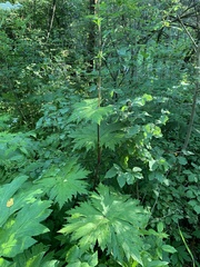 Aconitum septentrionale